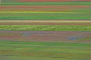 PATTERN di Roberto Scannella (13)